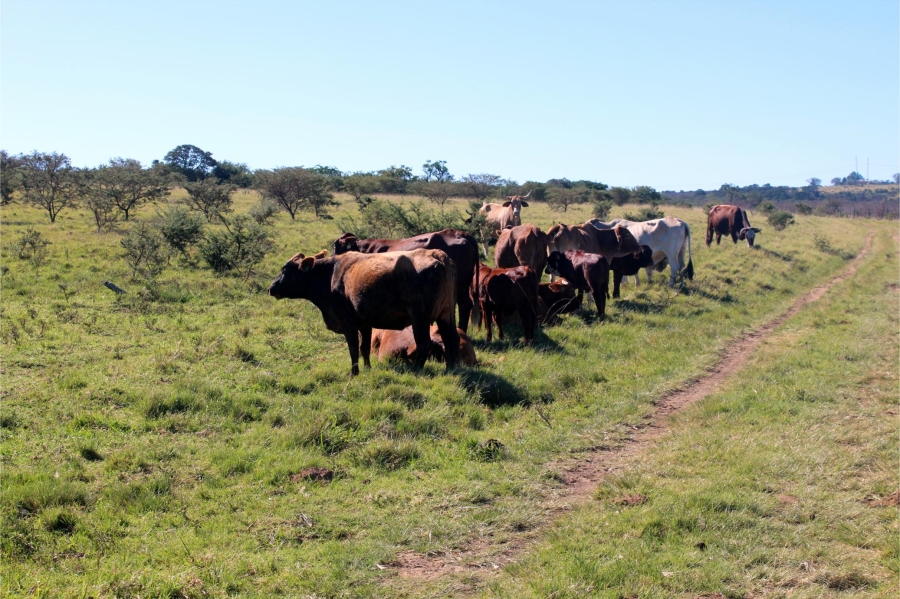 5 Bedroom Property for Sale in Mooiplaas Eastern Cape